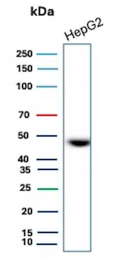 Western Blot Analysis of HepG2 lysate using EMMPRIN/CD147 Antibody (8D6) - IHC-Prediluted.
