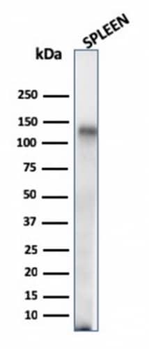Western Blot Analysis of human Spleen tissue lysate using CD68/SR-D1 Antibody (C68/684) - IHC-Prediluted.