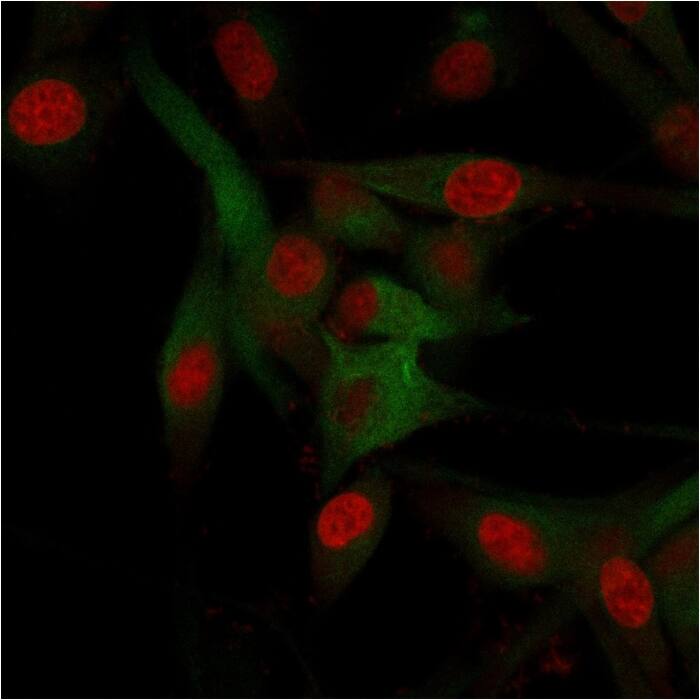 Immunofluorescence staining of U87MG cells using CD68/SR-D1 Antibody (C68/684) - IHC-Prediluted followed by goat anti-Mouse IgG conjugated to CF488 (green). Nuclei are stained with Reddot