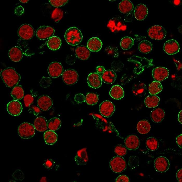 Immunofluorescence staining of MOLT-4 cells using CD6 Antibody (3F7B5) - IHC-Prediluted followed by goat anti-Mouse IgG conjugated to CF488 (green). Nuclei are stained with Reddot.