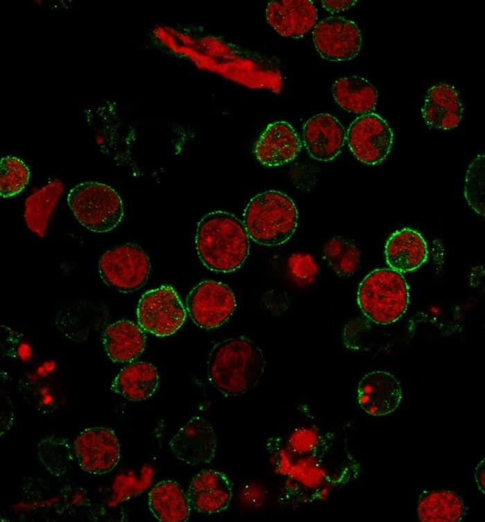 Immunofluorescence analysis of PFA-fixed MOLT-4 cells. CD6 Antibody (C6/372) - IHC-Prediluted followed by goat anti-mouse IgG-CF488 (green). Nuclei stained with RedDot.