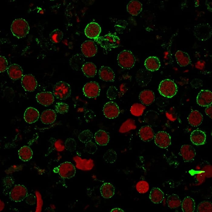 Immunofluorescence staining of MOLT-4 cells using CD6 Antibody (SPM547) - IHC-Prediluted followed by goat anti-Mouse IgG conjugated to CF488 (green). Nuclei are stained with Reddot.