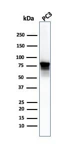 Western Blot Analysis of PC3 cell lysate. Moesin Antibody (SPM562) - IHC-Prediluted.