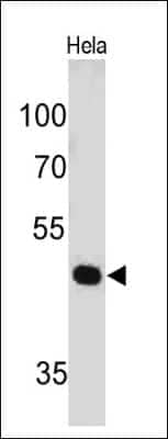 Western Blot: Pax7 Antibody (PAX7/497) - IHC-Prediluted [NBP2-44587] - Western Blot of HeLa cell lysate using Pax7 Antibody (PAX7/497).