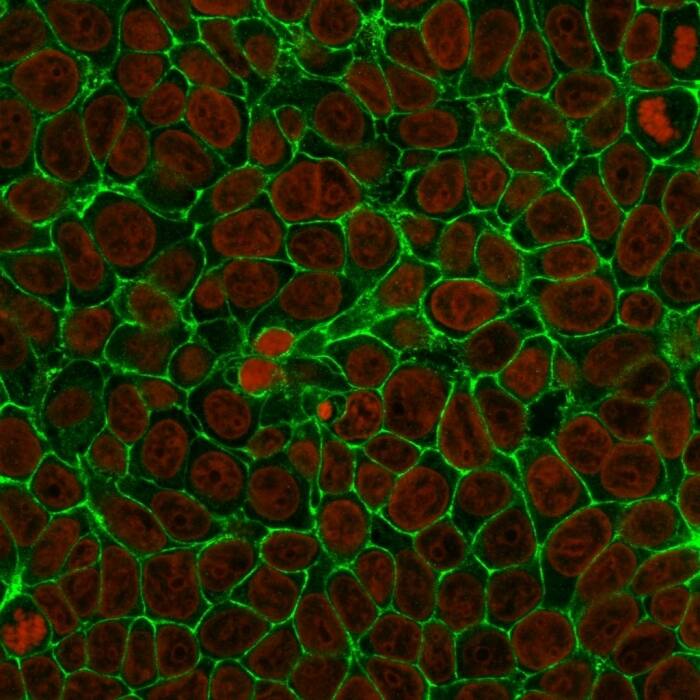 Immunofluorescence Analysis of MCF-7 cells. 