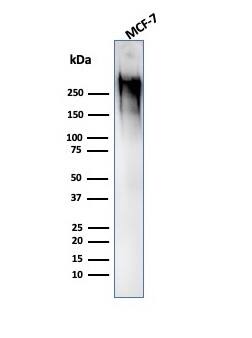 Western Blot Analysis of MCF-7 cell lysate using MUC1 Antibody (GP1.4) - IHC-Prediluted.