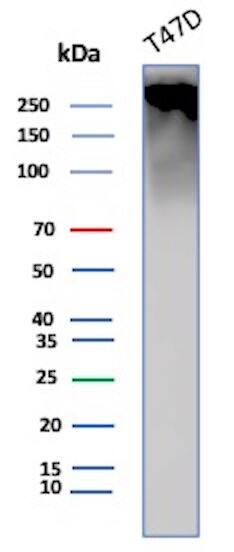 Western Blot Analysis of T47D cell lysate using MUC1 Antibody (GP1.4) - IHC-Prediluted.