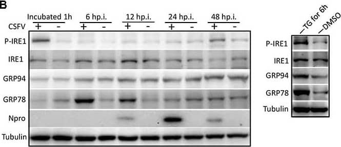 Western Blot: gp96/HSP90B1/GRP94 Antibody (SPM249) [NBP2-44690] - Classical swine fever virus (CSFV) infection induces the activation of UPR. (A) RNA extracted from CSFV-infected cells was quantified for the expression of UPR genes Xbp1(s), GRP78, GRP94, EDEM-1, ATF4, ATF6, CHOP, Calreticulin, Calnexin, & ERp57 using q-PCR. Mock-infected PK-15 & Thapsigargin (TG)-treated PK-15 were used as negative & positive controls, respectively, & the fold induction was calculated compared to mock cells at the same time point. Error bars represent the mean ± SD of 3 independent experiments; one-way ANOVA test; ∗P < 0.05; ∗∗P < 0.01; ∗∗∗P < 0.001. (B,D,E) Immunoblotting analysis of components of UPR signaling pathways during a time course of CSFV infection. Mock or CSFV-infected PK-15 cells lysates were collected at the indicated time points. Lysates were analyzed for the activation of the IRE1 (B), PERK (D) & ATF6 (E) pathway by immunoblotting analysis. Tubulin was used as a loading control, & infection was confirmed by detecting the viral protein Npro. Results of a representative experiment of 2 independent experiments are shown. (C) RNA was collected as described above, & the splicing levels of XBP1 were analyzed with semi-quantitative PCR as described in materials & methods. The length of Xbp1(u) is 474 bp & Xbp1(s) is 448 bp. (F) The relative expression ratios of the targeted proteins/genes were analyzed by densitometric scanning. Error bars represent the mean ± SD of 2 independent experiments; one-way ANOVA test; ∗P < 0.05; ∗∗P < 0.01; ∗∗∗P < 0.001. Image collected & cropped by CiteAb from the following publication (//journal.frontiersin.org/article/10.3389/fmicb.2017.02129/full), licensed under a CC-BY license. Not internally tested by Novus Biologicals.