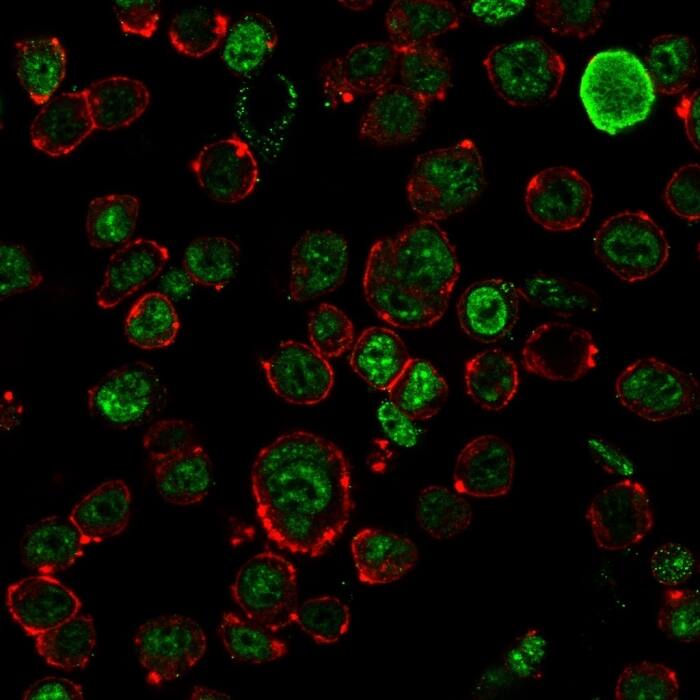 Immunofluorescence staining of HEK293 cells using NF-H Antibody (NF421) - IHC-Prediluted followed by goat anti-Mouse IgG conjugated to CF488 (green). Membrane stained with Phalloidin (Red).