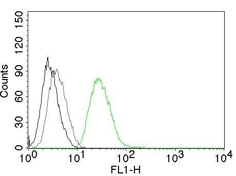 Flow cytometric analysis of human ODC-1 in PC3 cells. Black: cells alone; Grey: Isotype Control; Green: AF488-labeled Ornithine Decarboxylase Antibody (ODC1/485) - IHC-Prediluted.