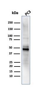 Western blot analysis of PC3 cell lysate using Ornithine Decarboxylase Antibody (ODC1/485) - IHC-Prediluted.