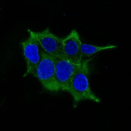 Confocal immunofluorescence image of LNCaP cells using AF488-labeled Ornithine Decarboxylase Antibody (ODC1/485) - IHC-Prediluted (green). Nuclei are counterstained with DAPI (blue).