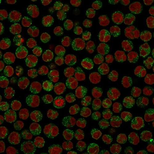 Immunofluorescence Analysis of PFA-fixed Raji cells labeling CD79a with CD79A Antibody (SPM549) - IHC-Prediluted followed by Goat anti-Mouse IgG-CF488 (Green). The nuclear counterstain is Reddot (Red)