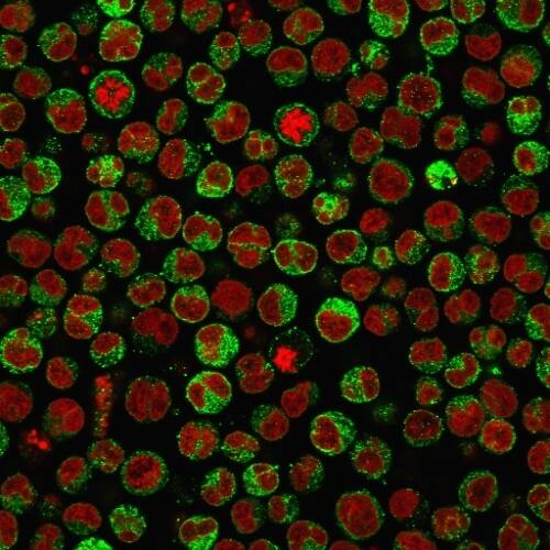 Immunofluorescence Analysis of PFA-fixed Raji cells labeling CD79a with CD79A Antibody (SPM550) - IHC-Prediluted followed by Goat anti-Mouse IgG-CF488 (Green). The nuclear counterstain is Reddot (Red).