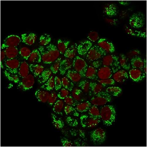 Immunofluorescent staining of PFA-fixed MCF-7 cells. HSP60 Antibody (LK1) - IHC-Prediluted followed by goat anti-Mouse IgG-CF488 (green). Nuclei are labeled with Reddot (red).