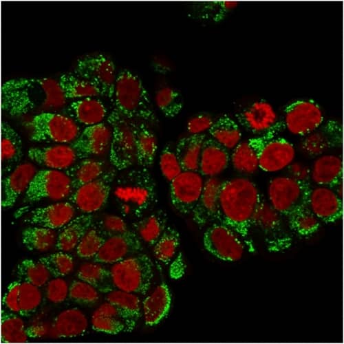 Immunofluorescence Analysis of PFA-fixed MCF-7 cells. HSP60 Antibody (SPM253) - IHC-Prediluted followed by goat anti-Mouse IgG-CF488 (Green). The nuclear counterstain is Reddot (Red).