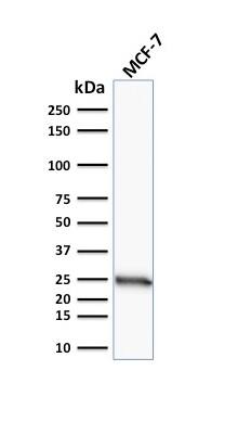 Western blot analysis of human MCF-7 cell lysate using Bcl-2 Antibody (SPM117) - IHC-Prediluted.