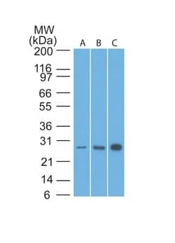 Western blot analysis of human HeLa, A549 & MCF7 cell lysates using Bcl-2 Antibody (8C8) - IHC-Prediluted.