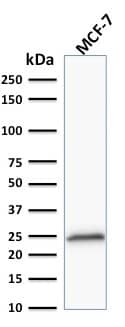 Western Blot Analysis of MCF-7 cell lysate using Bcl-2 Antibody (100/D5+124) - IHC-Prediluted.