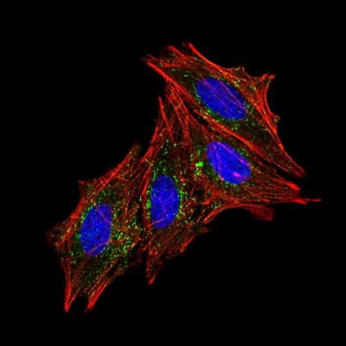 Immunofluorescence Analysis of HeLa cells stained using CF488-labeled-CD63 Antibody (MX-49.129.5) - IHC-Prediluted (green). F-actin filaments labeled with phalloidin (red). Nuclei stained with DAPI (blue).
