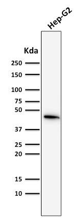 Western Blot Analysis of HepG2 cell lysate using Cytokeratin 19 Antibody (SPM561) - IHC-Prediluted