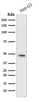 Western Blot Analysis of HepG2 cell lysate Cytokeratin 19 Antibody (A53-B/A2.26 + BA17) - IHC-Prediluted.