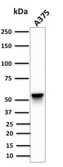 Western Blot Analysis of human A375 cell lysate using Vimentin Antibody (SPM576) - IHC-Prediluted.