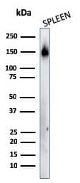 Western Blot Analysis of human spleen tissue lysates using CD45RA Antibody (158-4D3) - IHC-Prediluted.
