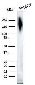 Western Blot Analysis of human Spleen tissue lysates using CD45 Antibody (2B11 + PD7/26) - IHC-Prediluted.