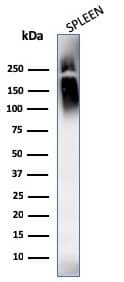 Western Blot Analysis of human spleen tissue lysates using CD45 Antibody (SPM569 + SPM570) - IHC-Prediluted.