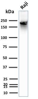 Western Blot Analysis of human Raji cell lysate using CD45RB Antibody (BRA-11 (same as BRA-11G)) - IHC-Prediluted.