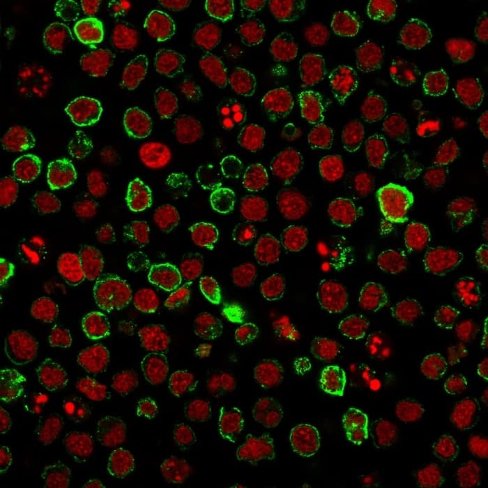 Immunofluorescence staining of Ramos cells using Neprilysin/CD10 Antibody (FR4D11) followed by goat anti-Mouse IgG conjugated to CF488 (green). Nuclei are stained with Reddot.