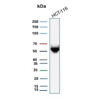 Western Blot Analysis of HCT-116 cell lysate using Cytokeratin 8 Antibody (H1) - IHC-Prediluted.