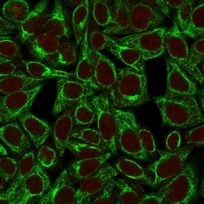 Immunofluorescence Analysis of HeLa cells labeling CK8 with Cytokeratin 8 Antibody (TS1) - IHC-Prediluted followed by Goat anti-Mouse IgG-CF488 (Green). The nuclear counterstain is Reddot (Red).