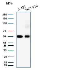Western Blot Analysis of A-431 and HCT-116 cell lysates using Cytokeratin 8 Antibody (TS1) - IHC-Prediluted.