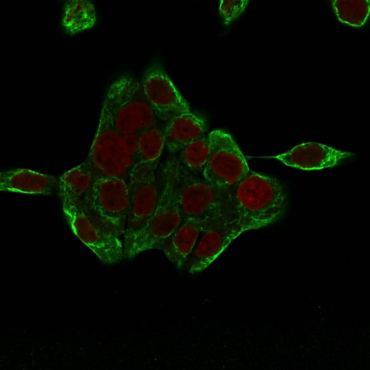 Immunofluorescence Analysis of HCT116 cells labeling CK8 with Cytokeratin 8 Antibody (H1+TS1) - IHC-Prediluted followed by Goat anti-mouse IgG-CF488 (Green). The nuclear counterstain is Reddot (Red).