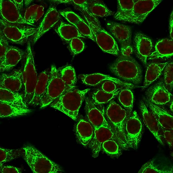 Immunofluorescence Analysis of HeLa cells labeling CK8 with Cytokeratin 8 Antibody (H1+TS1) - IHC-Prediluted followed by Goat anti-Mouse IgG-CF488 (Green). The nuclear counterstain is Reddot (Red).