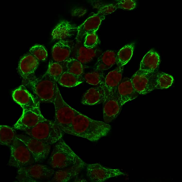 Immunofluorescence Analysis of HCT116 cells labeling CK8 with Cytokeratin 8 Antibody (K8.8) - IHC-Prediluted followed by Goat anti-mouse IgG-CF488 (Green). The nuclear counterstain is Reddot (Red).