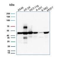 Western Blot Analysis of A549, HT-29, HCT-116, A-431, K562 and MCF7 cell lysates using Cytokeratin 18 Antibody (DC10) - IHC-Prediluted