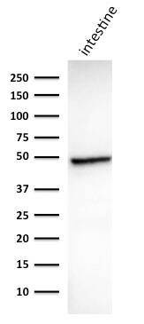 Western Blot Analysis of human Intestine tissue lysate using Cytokeratin 18 Antibody (DC10) - IHC-Prediluted.