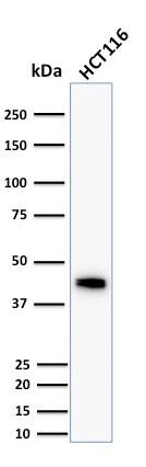 Western Blot Analysis of human HCT116 cell lysate using Cytokeratin 18 Antibody (DC10) - IHC-Prediluted.