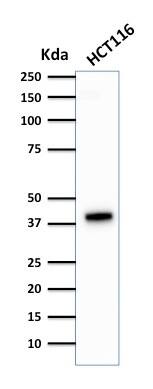 Western Blot Analysis of HCT116 cell lysate using Cytokeratin 18 Antibody (DA7) - IHC-Prediluted.