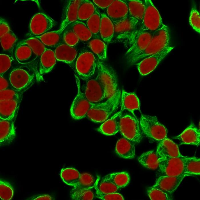 Confocal immunofluorescence image of MCF cells using Cytokeratin 18 Antibody (DA7) - IHC-Prediluted. Green (CF488) and Reddot is used to label the nuclei.