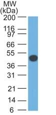 Western Blot Analysis of HeLa cell lysate using Cytokeratin 18 Antibody (DA7) - IHC-Prediluted.