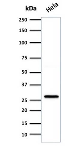 Western blot analysis of HeLa cell lysate using HSP27 Antibody (SPM252) - IHC-Prediluted.