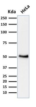 Western Blot Analysis of human HeLa cell lysate using p53 Antibody (BP53-12) - IHC-Prediluted.