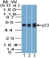 Western blot of p53 (1) A431; (2) MCF7; (3) HEK293 lysate probed with p53 Antibody (BP53-12) - IHC-Prediluted.
