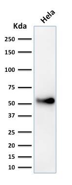 Western Blot Analysis of HeLa cell lysate using p53 Antibody (SPM589) - IHC-Prediluted