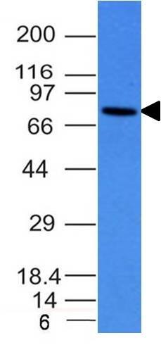 Western Blot Analysis of Raji cell lysate using IgM Antibody (IM260) - IHC-Prediluted