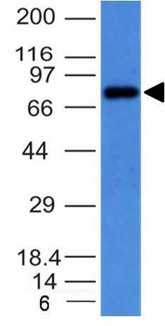 Western Blot on Raji cell lysate using IgM Antibody (IM373) - IHC-Prediluted. 